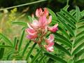 esparceta, esparcet, holy clover, sanfeno